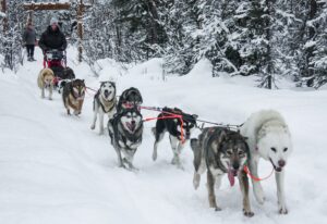 Dog Mushing in College | Leadership on a Gangline