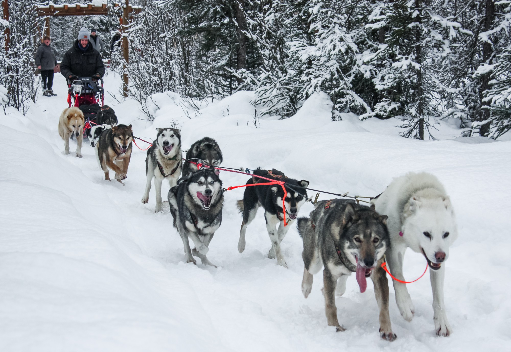 Dog Mushing in College | Leadership on a Gangline